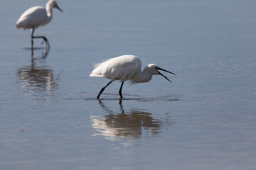 Little Egret Egretta garzetta in close view
