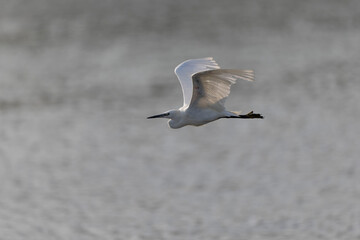 Little Egret Egretta garzetta in close view