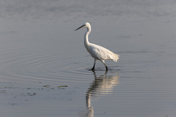 Little Egret Egretta garzetta in close view