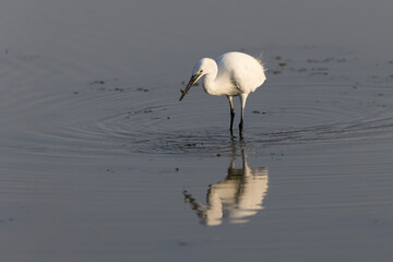 Little Egret Egretta garzetta in close view