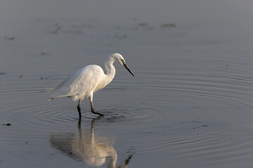 Little Egret Egretta garzetta in close view