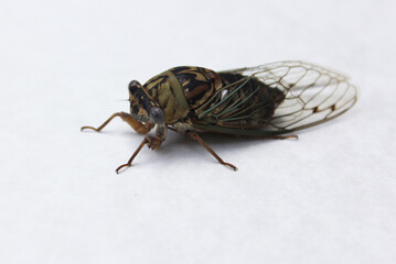 Cicada Insect on White Paper Background Close up