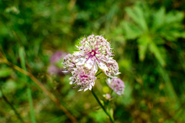 Fleurs en montagne à Savoie en France