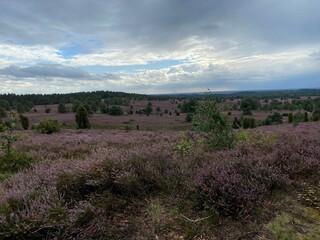 lavender field in region