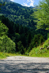 Les arbres en montagne &agrave; Meribel en France