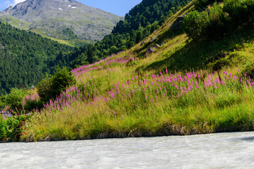 Fleurs en montagne &agrave; Savoie en France