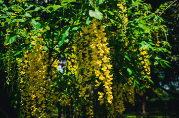 Yellow flowers