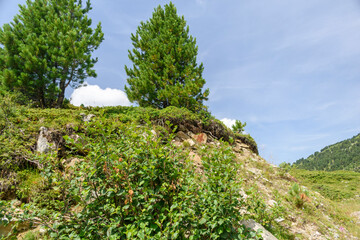Arbres en montagne à Méribel en France.
