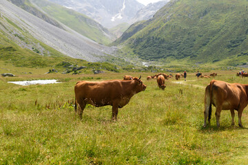 Fototapeta na wymiar Les vaches des montagnes à Méribel à Savoie.