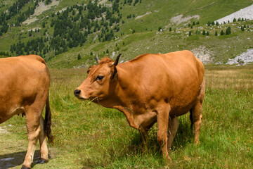 Fototapeta na wymiar Les vaches des montagnes à Méribel à Savoie.