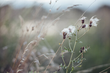 Blumen im Wind