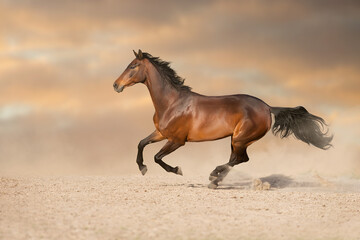 Bay stallion with long mane run fast against dramatic sky in dust