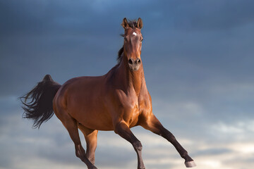 Bay stallion with long beautiful mane run against sunset blue sky