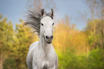 Obraz na płótnie Canvas White horse with long mane portrait in motion