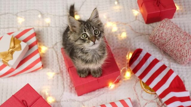 Kitten sitting on red gift box on white blanket. Christmas background. Young gray cat is playing, washing and preparing to celebration. Cute little pet. Funny animal kids. Funny Christmas Present.