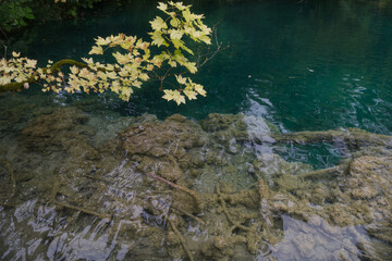 Tree roots in the lake water