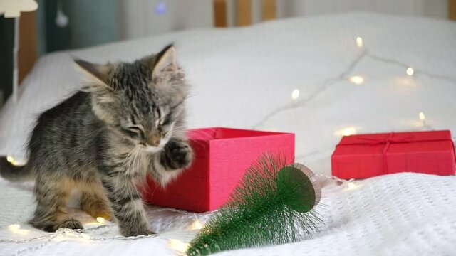 Kitten playing with Christmas toy tree. Young gray tabby cat plays a red gift box. Cute little pet. Funny animal kids. Alive gift. Funny Present. Kitten broke and dropped the Christmas tree.