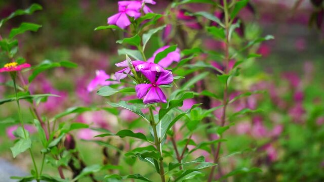 Catharanthus roseus (bright eyes, Cape periwinkle, graveyard plant, Madagascar periwinkle, old maid, pink periwinkle, rose periwinkle) flower. This plant contains chemicals such as vincristine etc