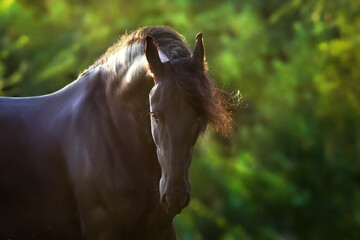 Horse close up portrait in park