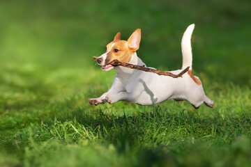 Happy active young Jack Russell Terrier jump