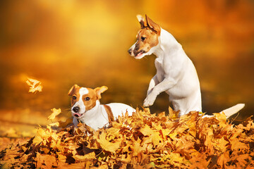 Jack russel dog play with fall leaves in autumn park