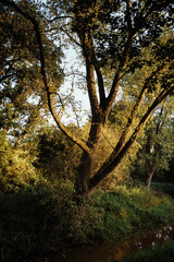 Herbstmorgen im Park