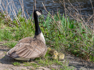 mother Canada goose with goslings