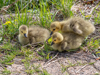 goslings Canada goose