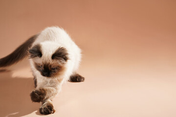 A small beige colored ragdoll baby kitten cat playing on a beige colored surface