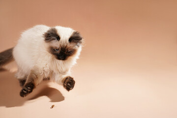 A small beige colored ragdoll baby kitten cat playing on a beige colored surface