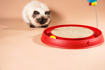 A small beige colored ragdoll baby kitten cat playing with a red toy circle
