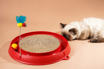 A small beige colored ragdoll baby kitten cat playing with a red toy circle