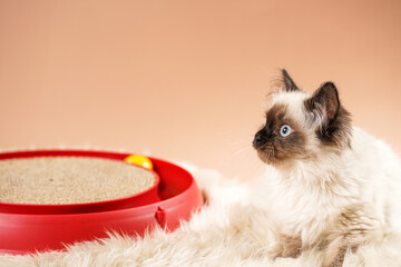 A small beige colored ragdoll baby kitten cat playing with a red toy circle