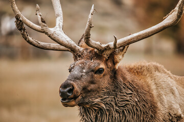 elk close up
