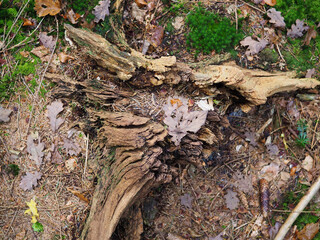 Baumstumpf im Herbst