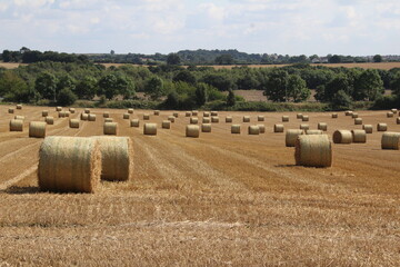 A warm summer's day in a field near  Wakefield in West Yorkshire with blue sky and white clouds and round hay bales waiting to be harvested