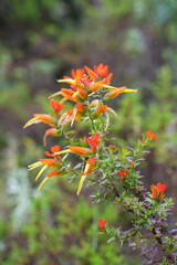 Hike to Paramo de Guacheneque, birthplace of the Bogota River. typical plant of the andean...