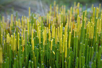 Hike to Paramo de Guacheneque, birthplace of the Bogota River. vertical plants
of the andean...