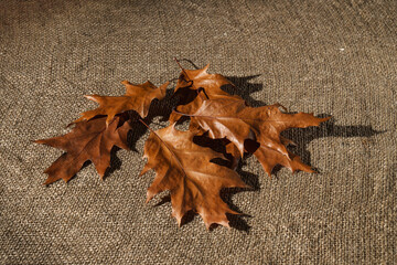 Autumn leaves of red oak are scattered on a rough burlap.