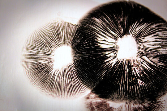 Dark spore prints showing the gills of a mushroom