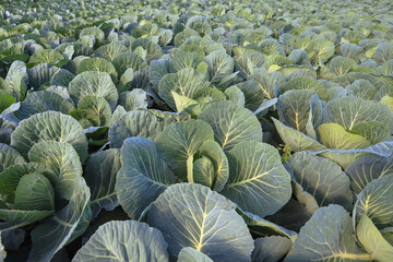Fototapeta na wymiar Organic cabbages in the field