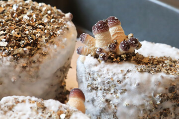 A cluster of mushrooms growing on a home kit