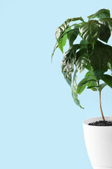 Beautiful coffee tree on blue background