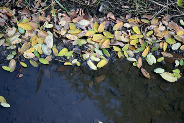 Obraz na płótnie Canvas puddle with autumn leaves after rain, close-up