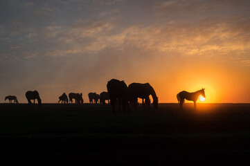 Naklejka na ściany i meble Silhouettes of horses at sunset with a beautiful sky