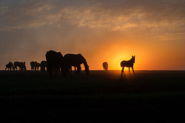 Silhouettes of horses at sunset with a beautiful sky