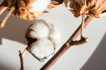 Dry inflorescences of cotton. Macro photo. The texture of cotton fibers.