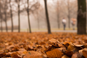 Fantasy autumn in the forest