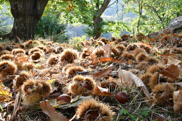 Autumn, centuries-old chestnut forest in the Tuscan mountains. Time for the chestnut harvest. Close up of chestnuts and hedgehogs on the ground. Shot from below. Typical fresh autumn fruits.