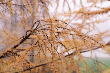 A heavy fog in the forest